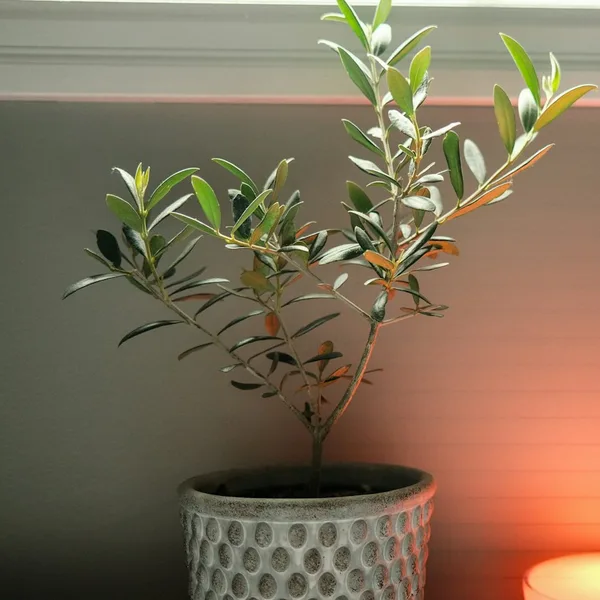 Plante artificielle olivier déco maison
